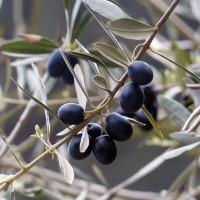 OLIVADE NOIRE LEOS