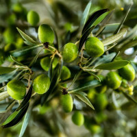 OLIVADE VERTE LEOS